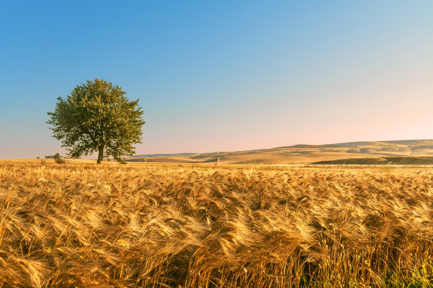 夏天的风景。普利亚和巴西利卡塔之间:黎明时分的玉米地。(意大利)图片下载