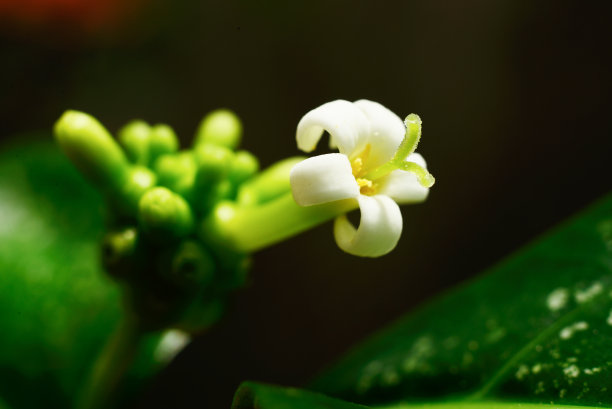 白花上的蚂蚁。宏图片下载