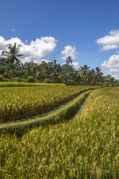 乌布附近巴厘岛的稻田图片下载