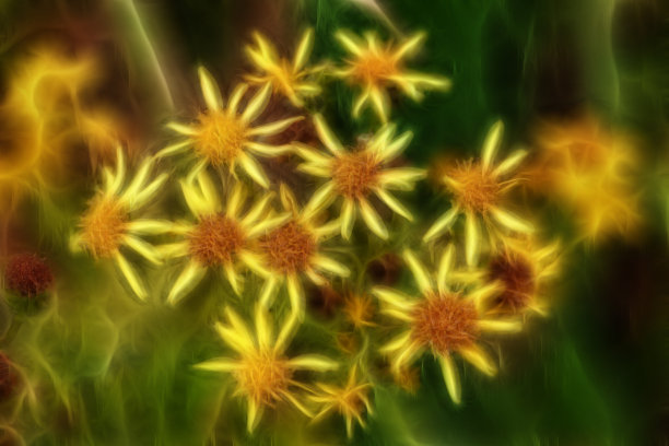 一束黄色的花图片下载