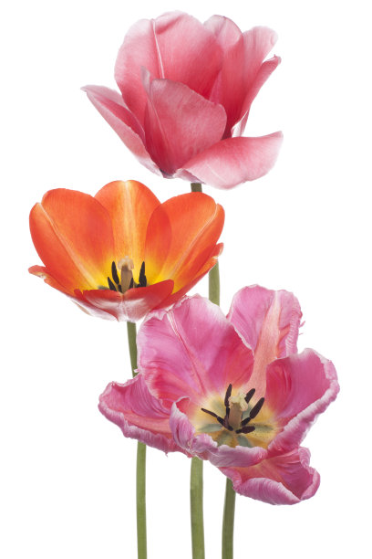 郁金香图片下载