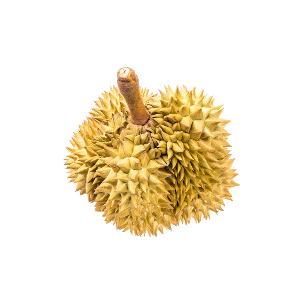 白色背景上的榴莲图片下载