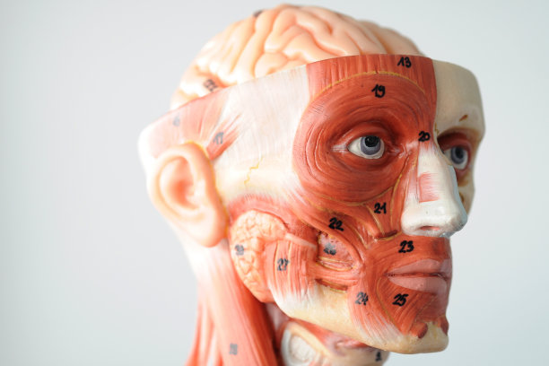 面部肌肉解剖图片下载