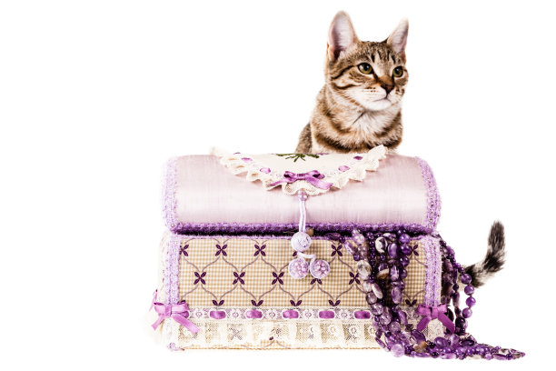 小猫与珠宝图片下载