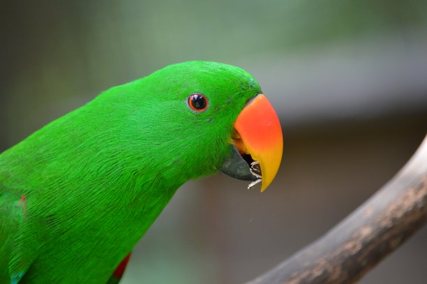 Eclectus鹦鹉图片下载