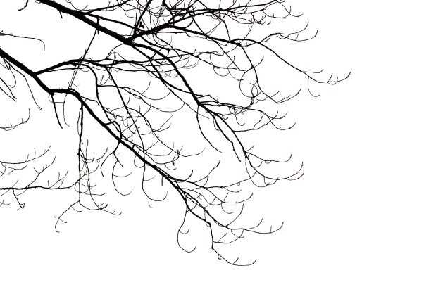 光秃秃的树枝图片下载