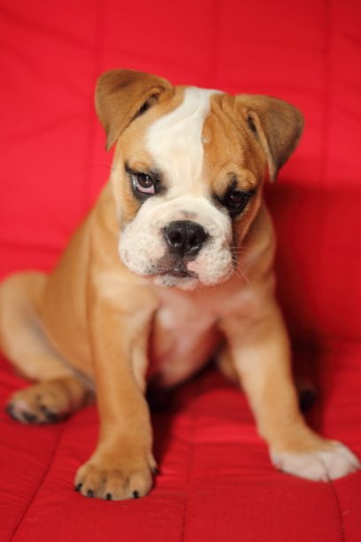 小牛头犬的红色背景图片下载