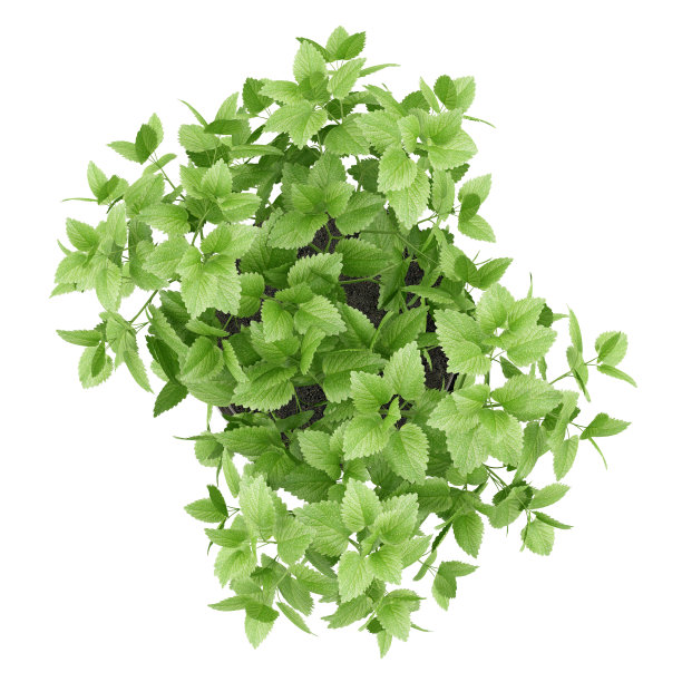 顶视图香油植物在盆中孤立的白色图片下载