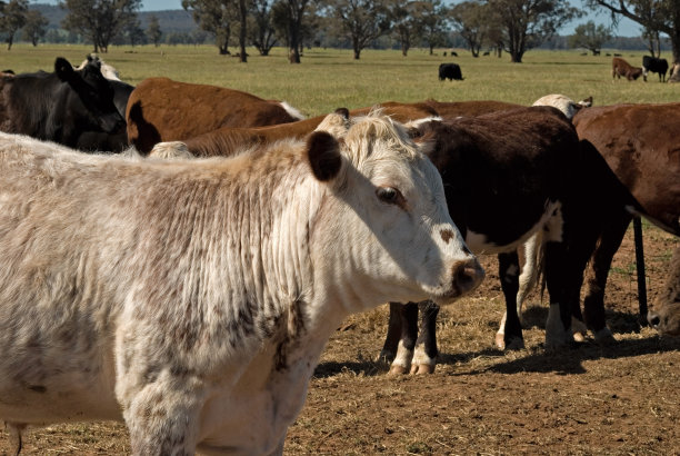 哺乳动物图片下载