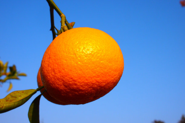 济州岛orage图片下载