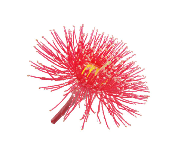 桉树红花图片下载