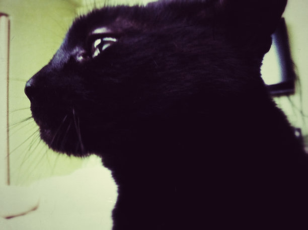 可爱的黑猫的复古肖像。图片下载