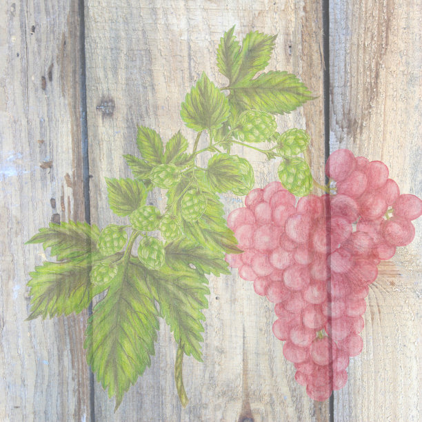 葡萄和啤酒花图片下载