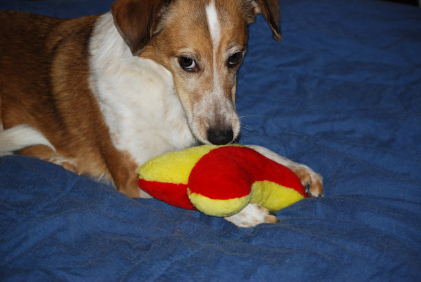 这是我的玩具图片下载