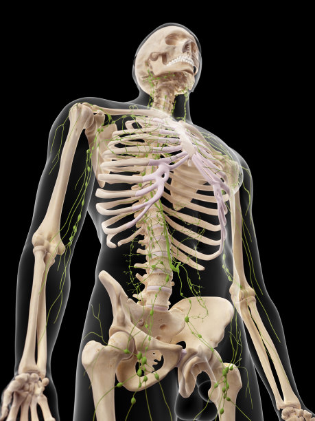 淋巴系统图片下载