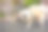 一只公哈巴狗在墙上撒尿图片下载