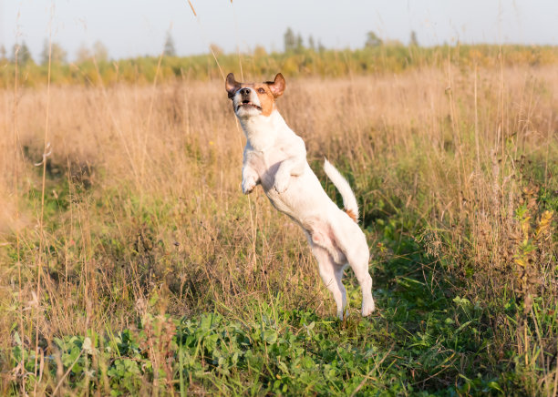 狗在夏天的草地上嬉戏跳跃图片下载