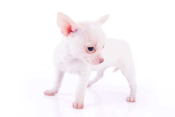 可爱的吉娃娃小狗图片下载