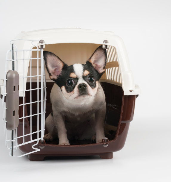 惊奇的吉娃娃图片下载