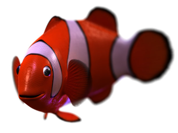 小丑鱼图片下载