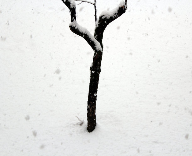 雪树图片下载