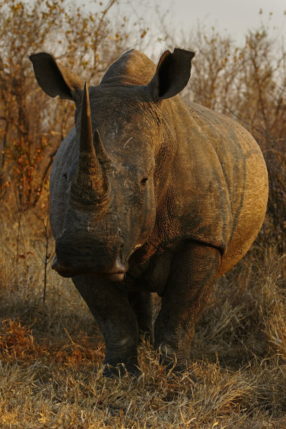 白犀牛牛图片下载