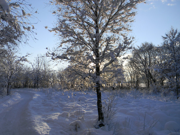 三个在雪图片下载