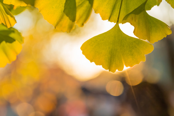 黄色的银杏叶图片下载