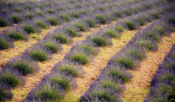 薰衣草田图片下载