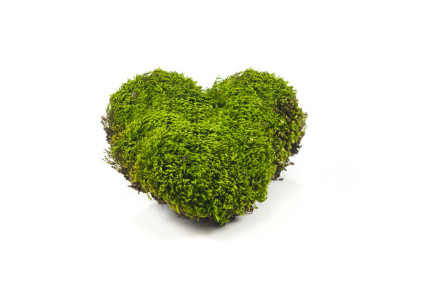 心脏健康的概念图片下载