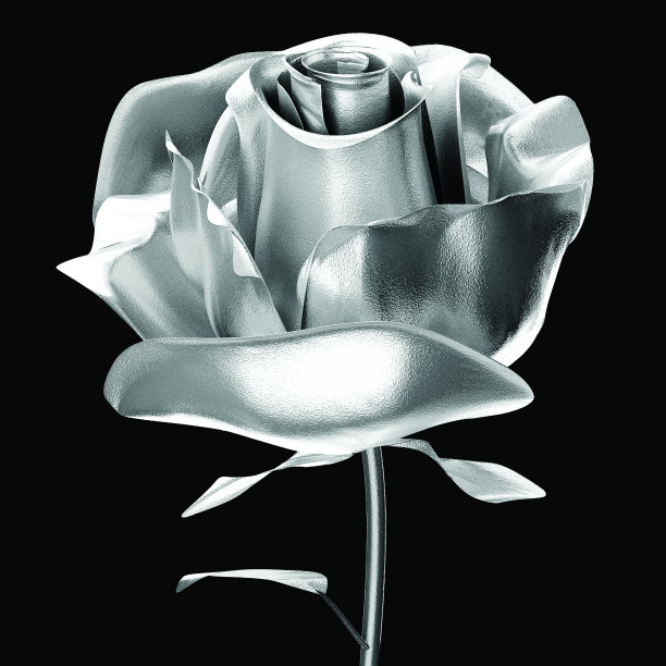 美丽的银玫瑰图片下载