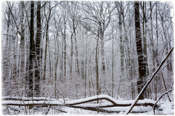 冬天下雪的森林图片下载
