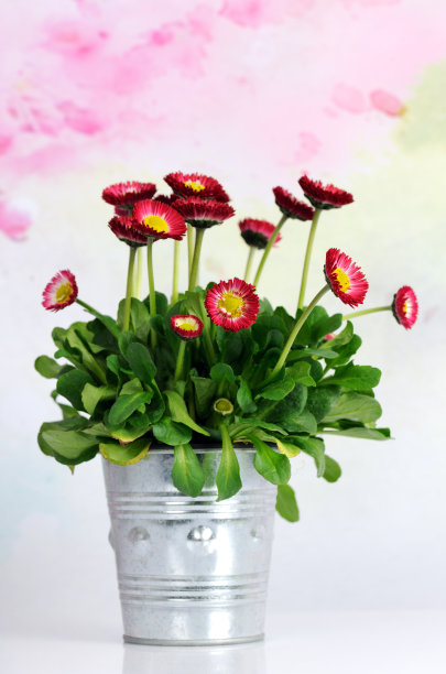 壶与雏菊图片下载