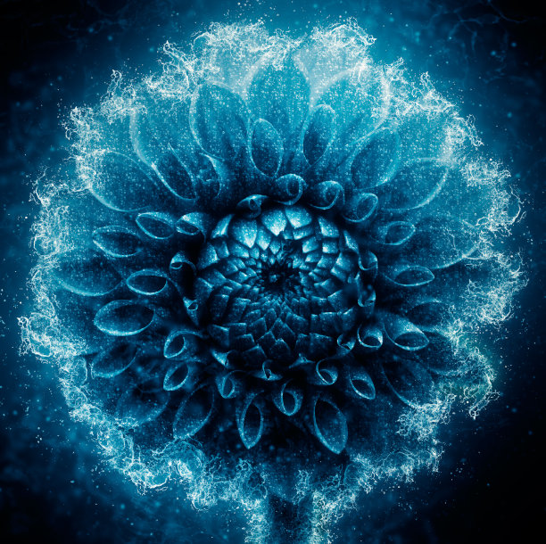 花-水溅图片下载