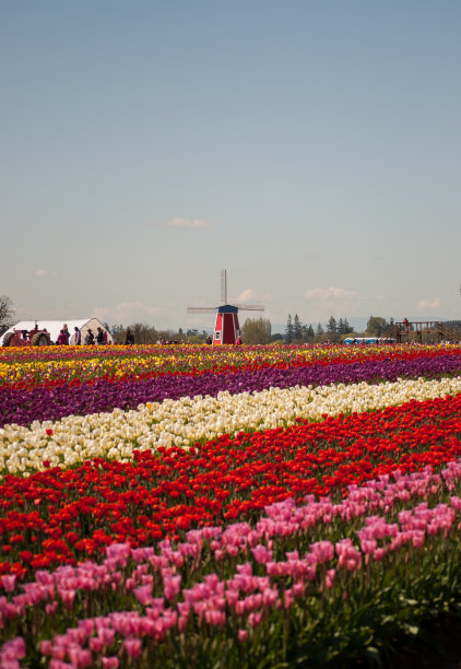 郁金香地里的风车图片下载