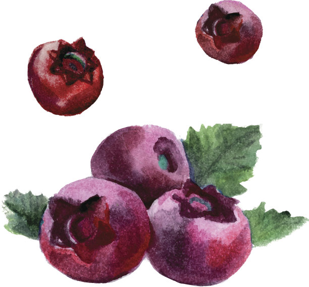 水彩蔓越莓孤立图片下载