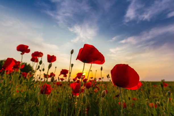 在明亮的夜晚灯光下的红色罂粟田图片下载