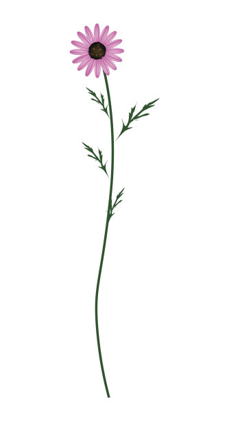 白色背景上的紫色雏菊开花图片下载