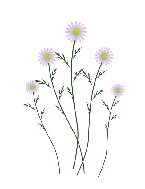 紫罗兰雏菊花在白色的背景图片下载