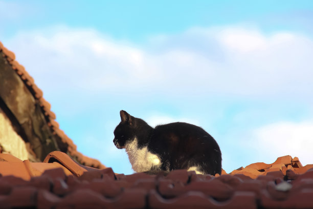 颜色的猫图片下载