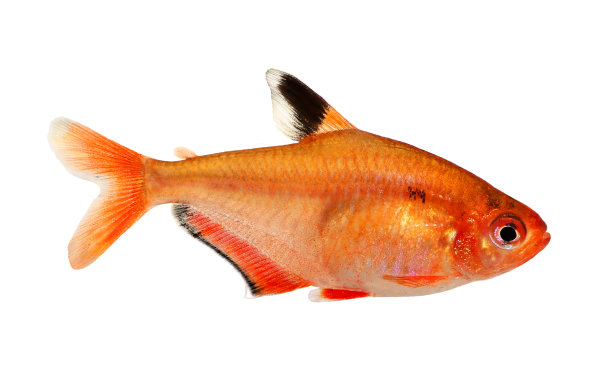 水族鱼丝光鱼图片下载