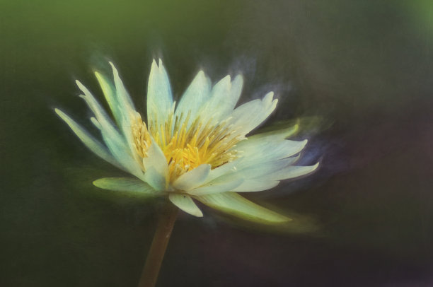 数字艺术水彩画，白色睡莲，纹理构图图片下载