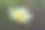 数字艺术水彩画，白色睡莲，纹理构图图片下载
