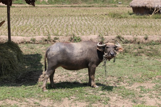 草地上的水牛图片下载