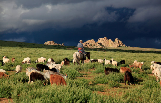 游牧骑马和他的牛群，蒙古。图片下载