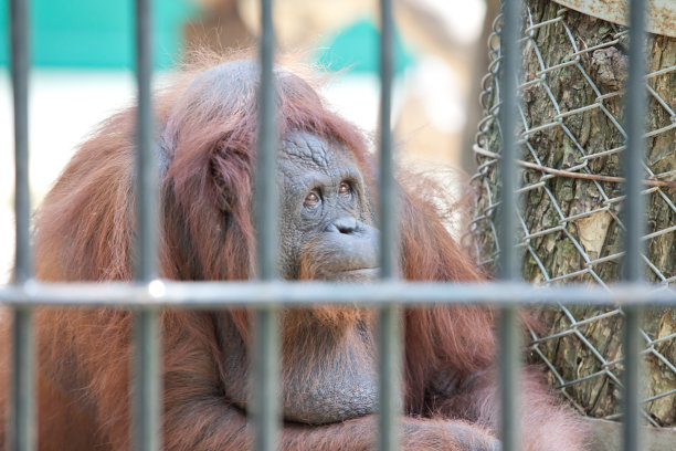 猩猩被囚禁图片下载