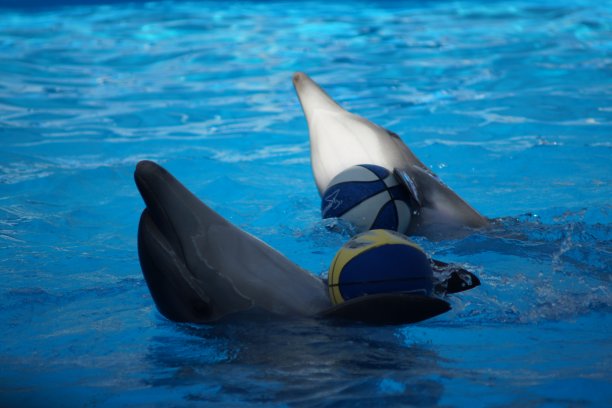 ？???????图片下载