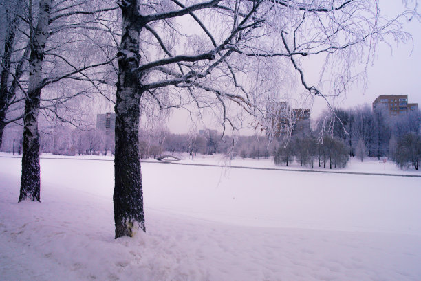 早....冬天。俄罗斯。莫斯科。雪。森林或公园。的概念。图片下载