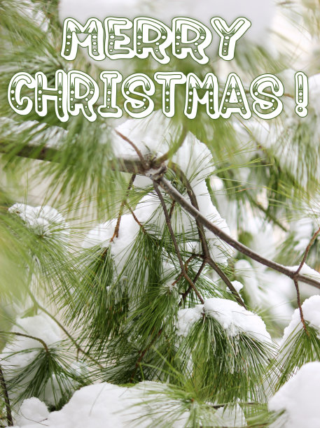圣诞快乐-松树和雪图片下载