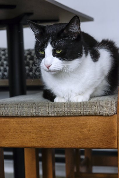 在咖啡馆休息的可爱的猫图片下载